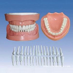 Removable rooted Standard tooth model